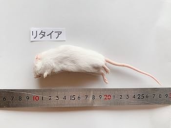 Amazon | 国産冷凍マウス (リタイヤ/35g 10匹入り) 爬虫類 餌